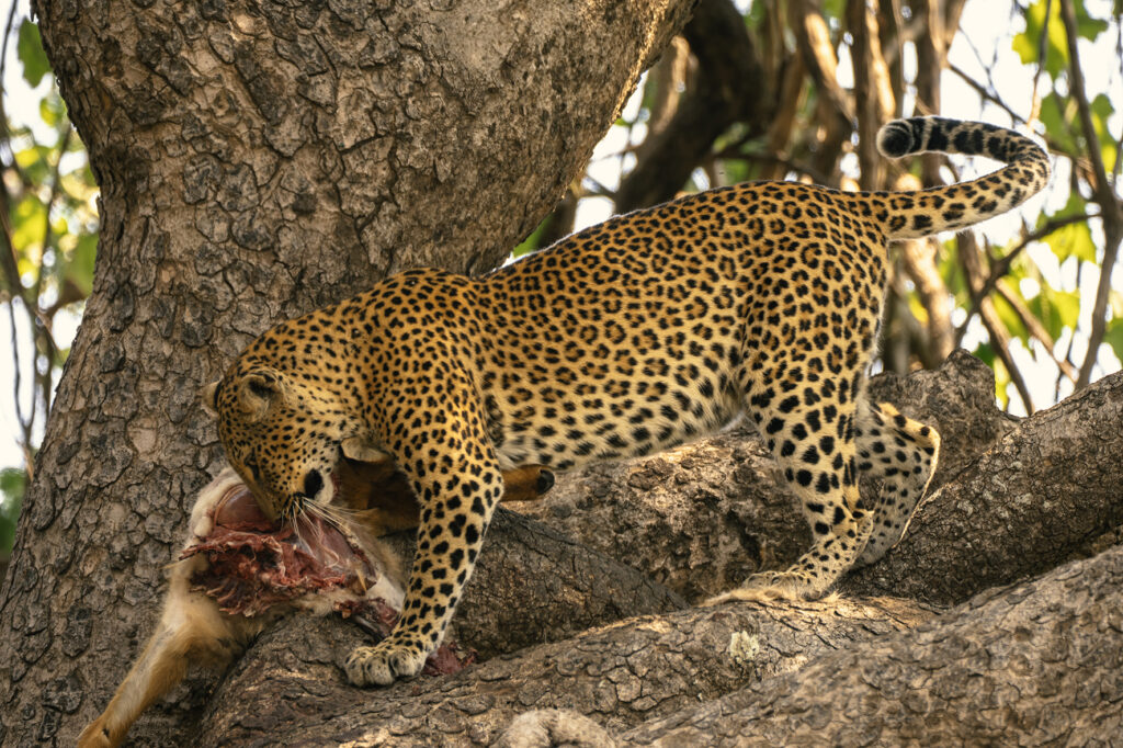 leopard eating 