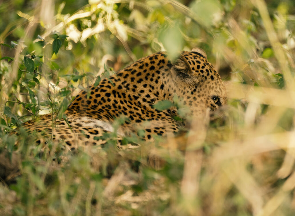 leopard portrait