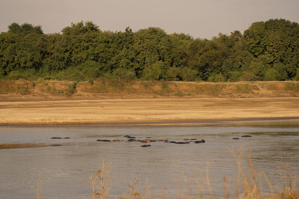 hippos in Luangwa river