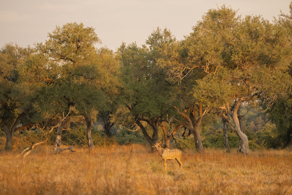 a nyala antelope in south luangwa 