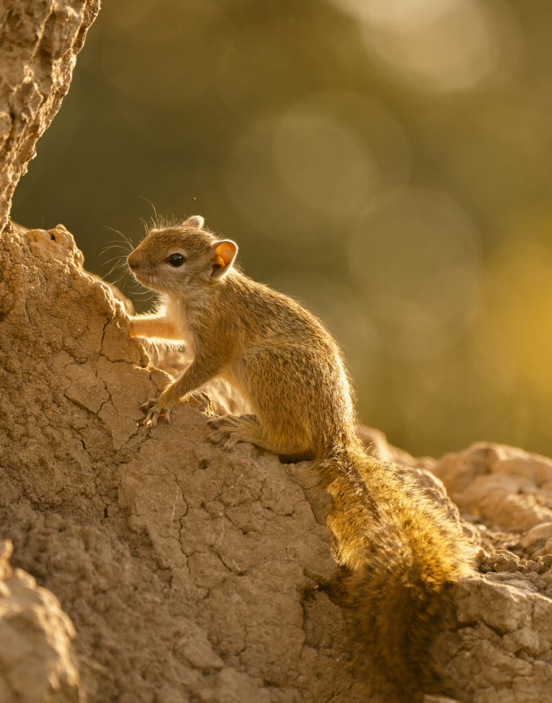 squirrel in south luangwa 