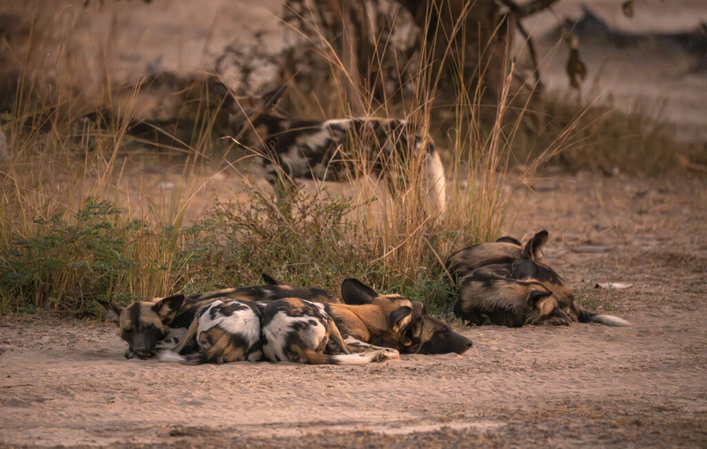 wild dogs sleeping 