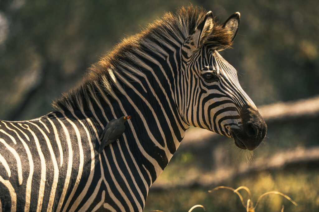 zebra and oxpecker