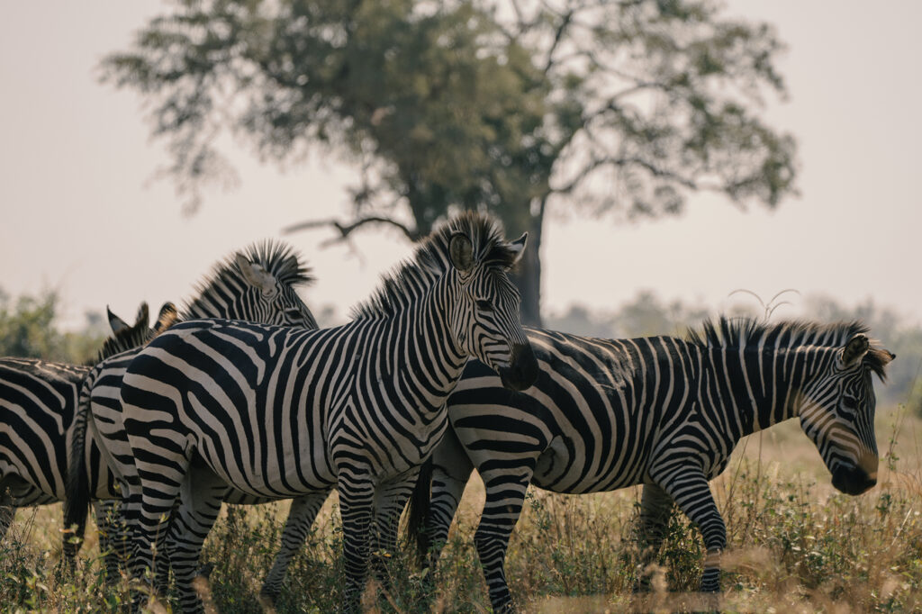 zebras in South Luangwa 