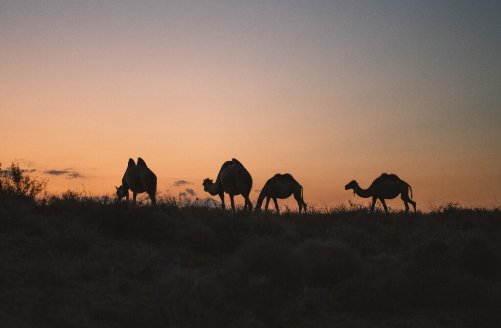 camels in mangystau 