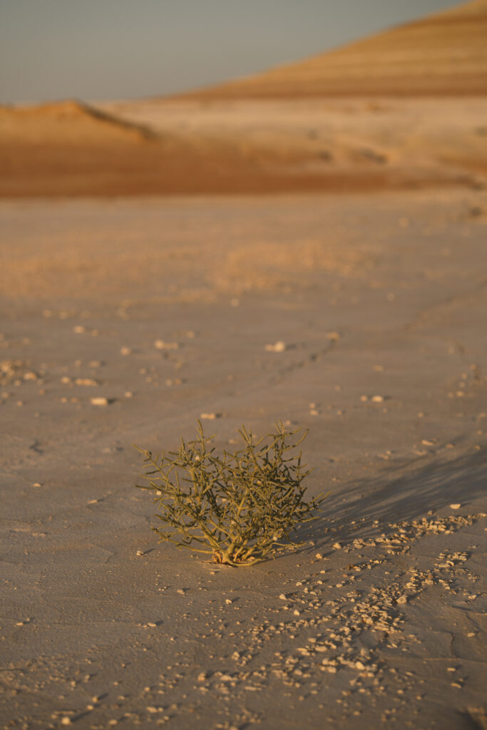 plants in tiramisu hills 